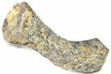 Fossil Ornithopod Dinosaur (Dryosaurus) Humerus - Wyoming #325127-2